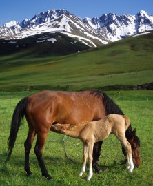 The Best of  Kazakhstan